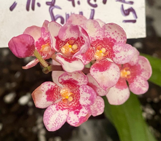 P151 Sarcochilus Tilly 'Pink Frill'