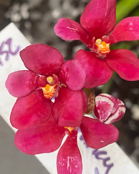 P152 Sarcochilus Maria's Fancy