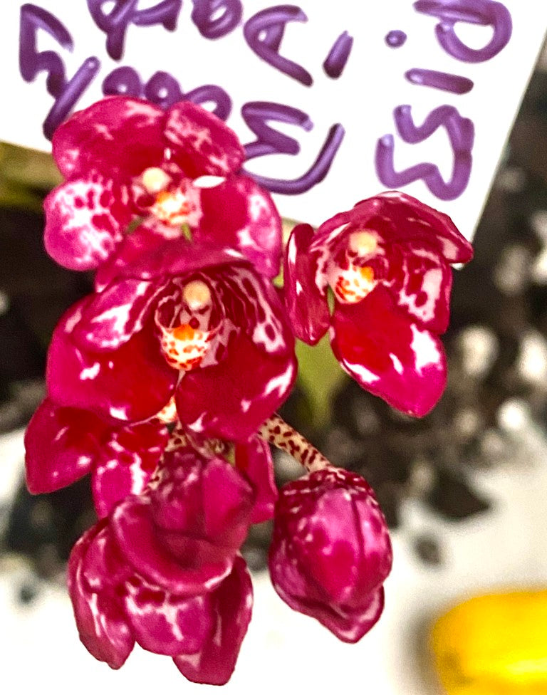 P153 Sarcochilus Bubbly 'Dark'