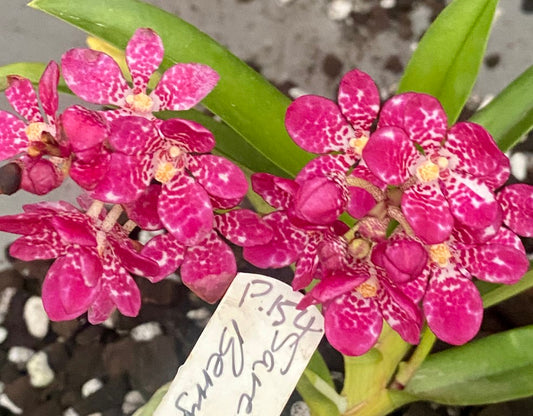 P154 Sarcochilus Berryliscious
