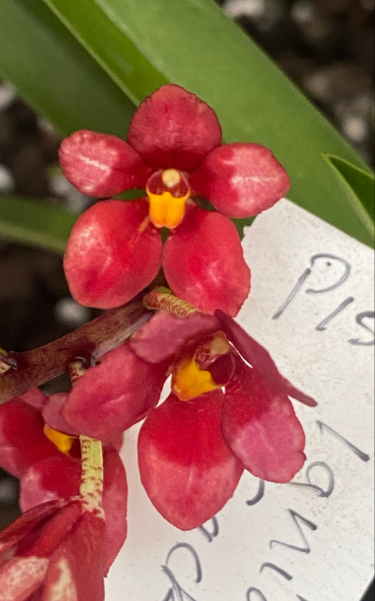 P155 Sarcochilus Ignia 'Cracker'
