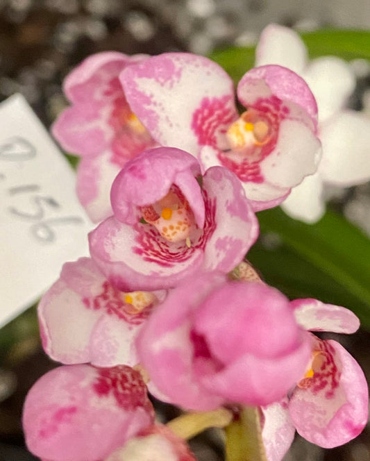 P156 Sarcochilus Ananya 'In The Pink'