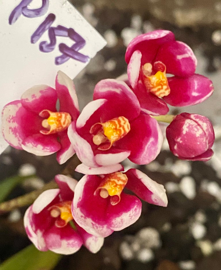 P157 Sarcochilus [(Norma Jean x Bessie) x Maria]'Burgundy On white'