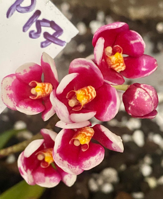 P157 Sarcochilus [(Norma Jean x Bessie) x Maria]'Burgundy On white'