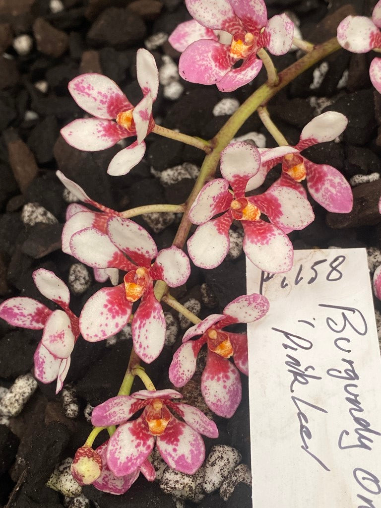 P158 Sarcochilus Burgundy On Ice 'Pink Ice'
