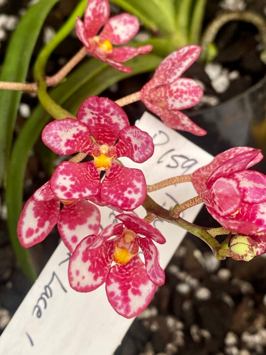 P159 Sarcochilus Burgundy On Ice 'Pink Lace'
