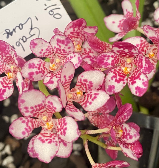 P160 Sarcochilus Gabrielle 'Large Pink Spotty'