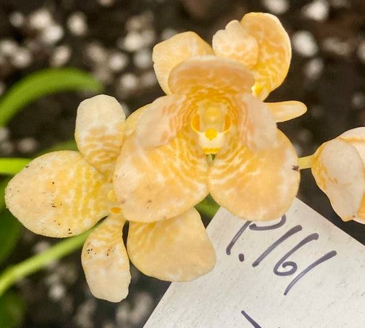 P161 Sarcochilus All Eyes 'Yellow'