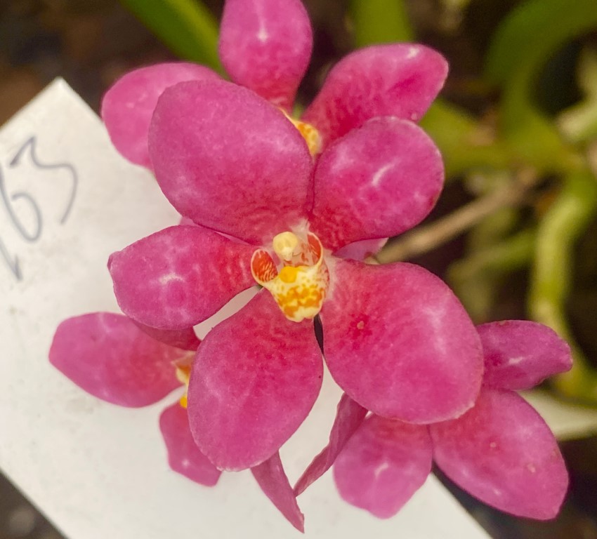 P163 Sarcochilus (DNT x Kulnura) 'Dainty Pink'