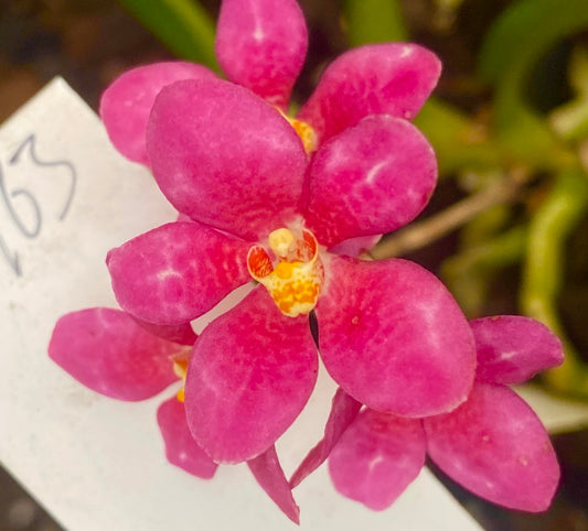 P163 Sarcochilus (DNT x Kulnura) 'Dainty Pink'