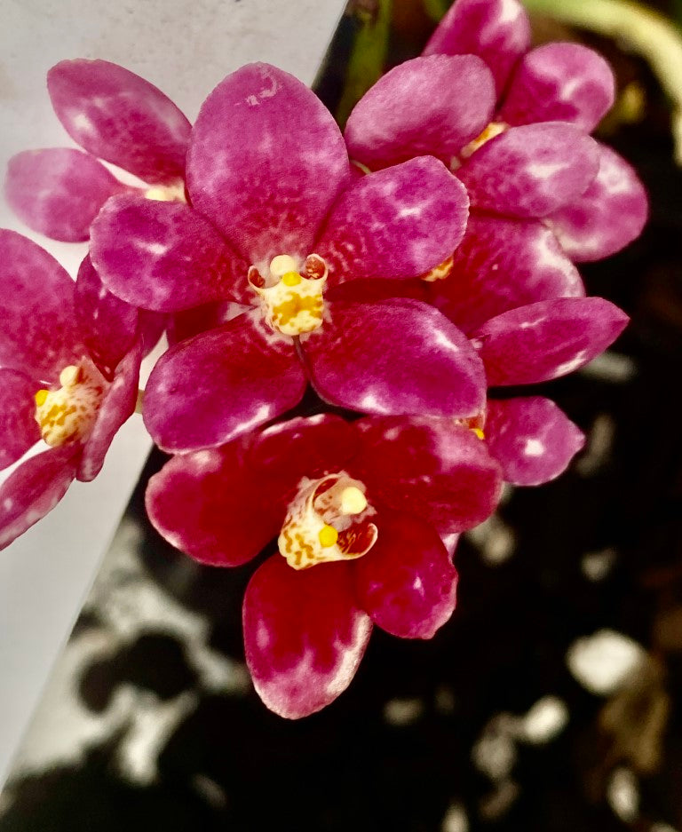 P164 Sarcochilus Sparkling Burgundy 'Vintage'