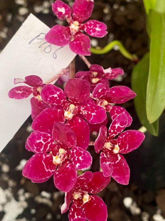 P166 Sarcochilus Maria 'My Fantasy'