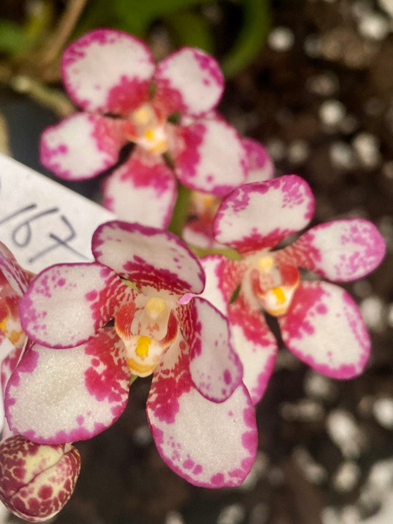 P167 Sarcochilus Evelyn 'Big Spotty'