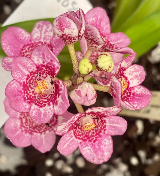 P168 Sarcochilus Maria 'Pink Lace'