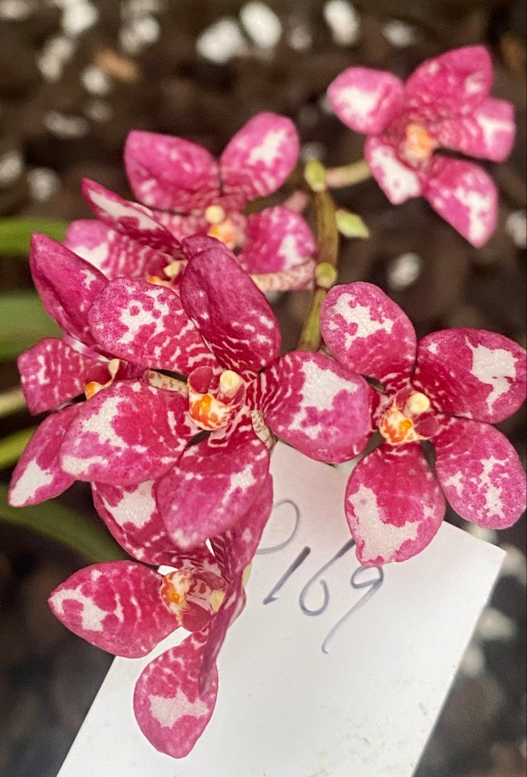 P169 Sarcochilus Blanche 'Snow Tips'