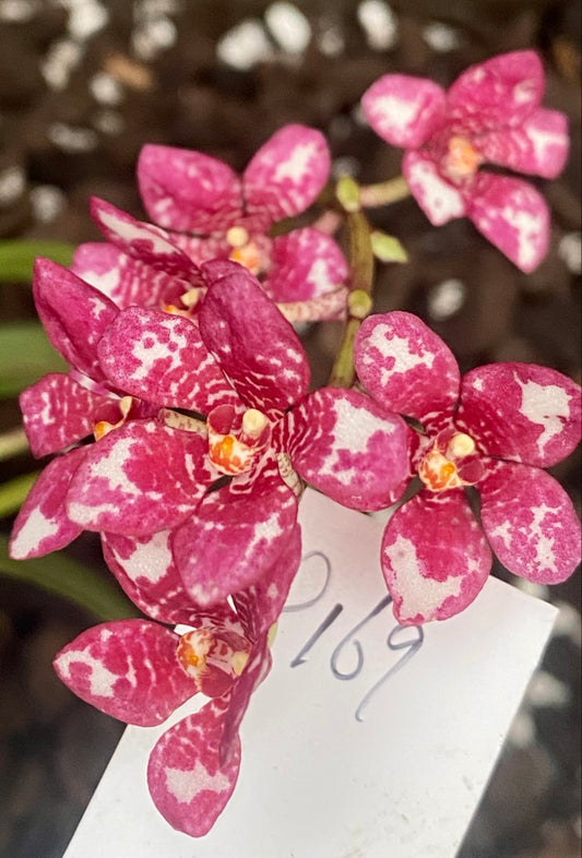 P169 Sarcochilus Blanche 'Snow Tips'