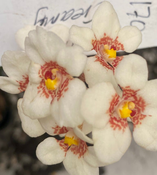 P170 Sarcochilus Evelyn 'Creamy'