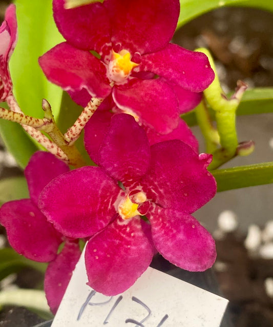 P171 Sarcochilus (Burgundy On Ice x Elegance) 'Top Notch'