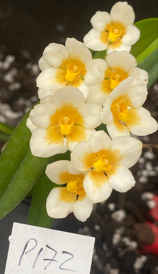P172 Sarcochilus (Nugget x Cliona) 'Rich Yellow'