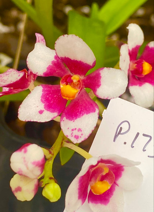 P174 Sarcochilus fitzgeraldii (Big Red x Red)