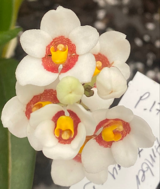 P175 Sarcochilus Amber Star 'Good One'