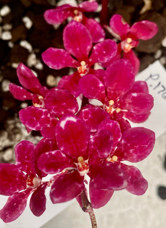P176 Sarcochilus Nelligen 'Red Currant'