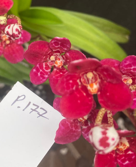P177 Sarcochilus Berry '225'