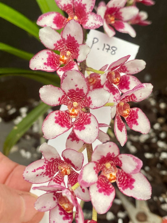 P178 Sarcochilus (Gabrielle x Elegance)