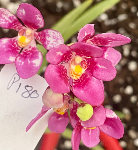 P180 Sarcochilus Sparkling Rose 'Pink Blush'