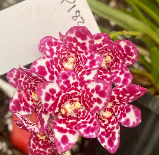 P182 Sarcochilus Gabrielle 'Super Spots'