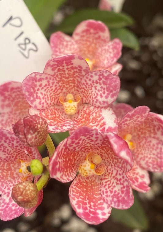 P183 Sarcochilus Summer Ale 'Freckled Fancy'