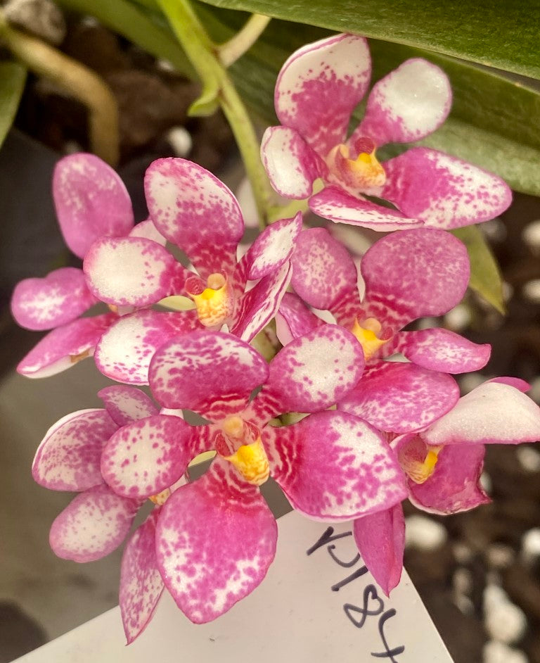 P184 Sarcochilus Burgundy On Ice 'Fancy'