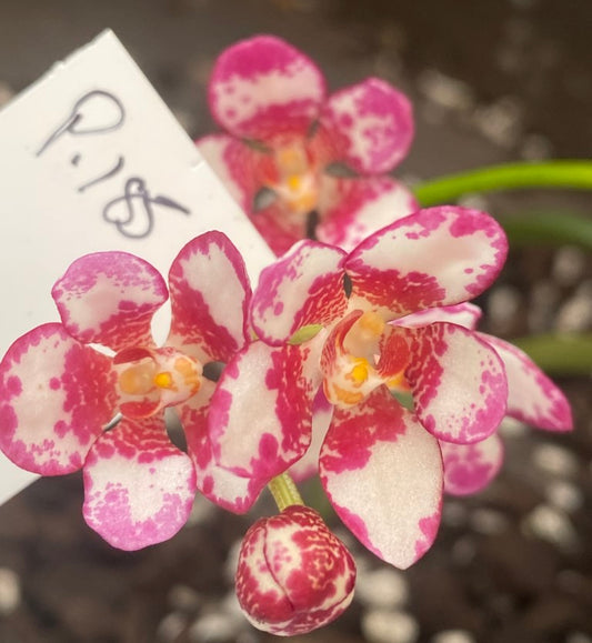 P185 Sarcochilus Evelyn 'Big Spotty'