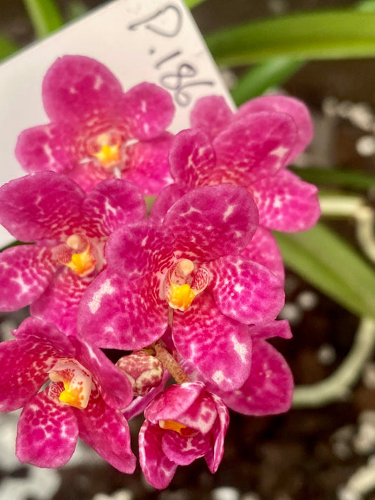 P186 Sarcochilus (Gabrielle x Elegance) 'De Luxe'
