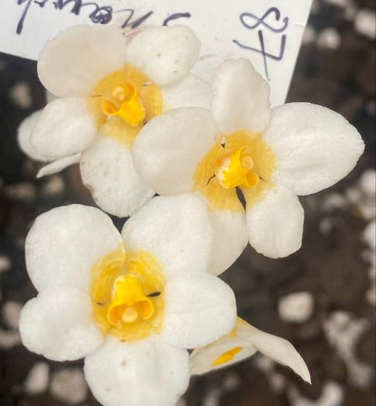 P187 Sarcochilus Snowhart 'Perfect'