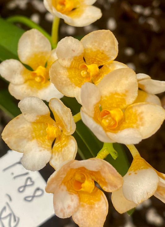 P188 Sarcochilus Blossom 'Lemon Touch'