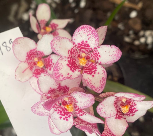P189 Sarcochilus Sparkling Burgundy 'Real Nice'