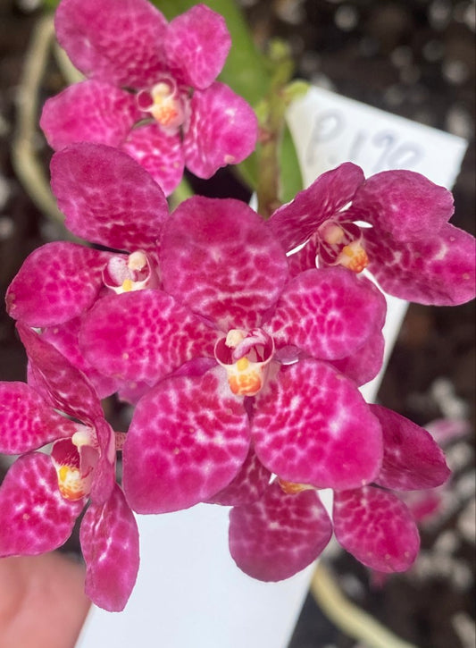 P190 Sarcochilus Berrylicious 'Crush'