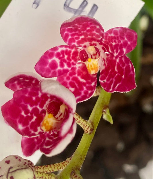 P41 Sarcochilus (Ivy Girl x Maria) 'Rich Marble'