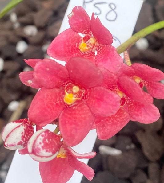 P58 Sarcochilus (Rebecca x Kara)