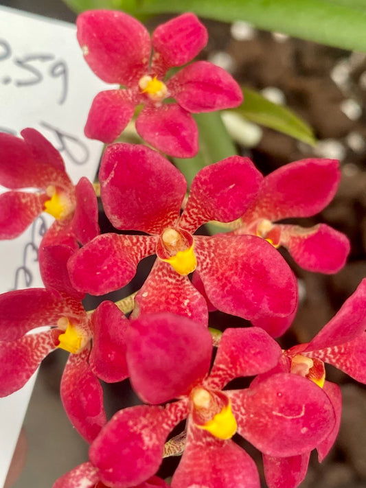 P59 Sarcochilus (Rebecca x Kara)