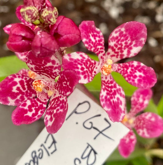 P67 Sarcochilus (Burgundy On Ice x Elegance)