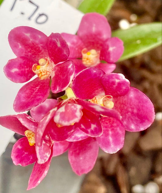 P70 Sarcochilus (DNT x Kulnurra) #4Hold