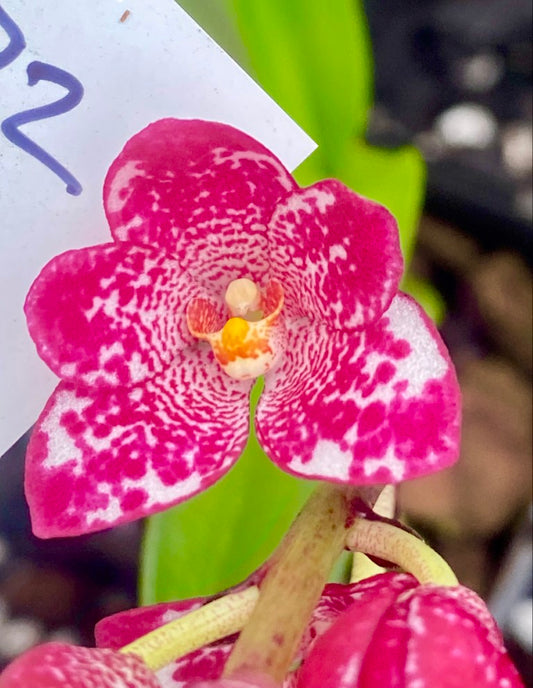 P72 Sarcochilus Allana 'Galaxy'