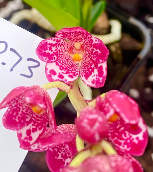 P73 Sarcochilus Allana 'Galaxy'