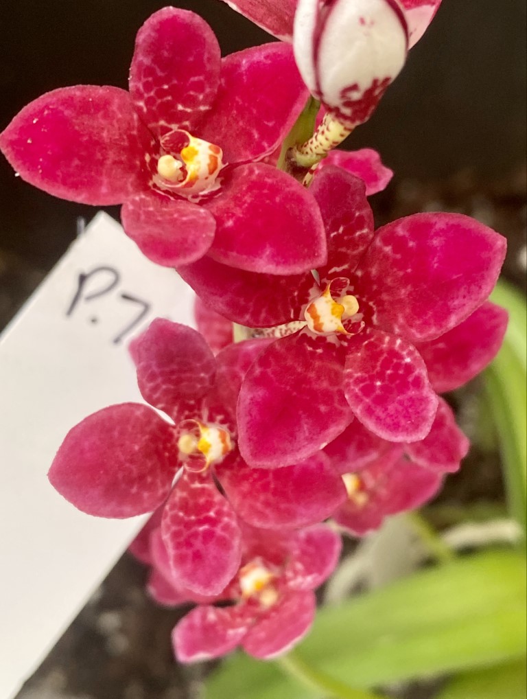 P79 Sarcochilus Berrylicious 'Beetroot'