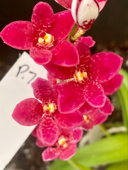 P79 Sarcochilus Berrylicious 'Beetroot'