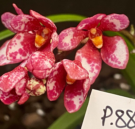 P88 Sarcochilus Berrylicious =(Berry x Gabrielle)