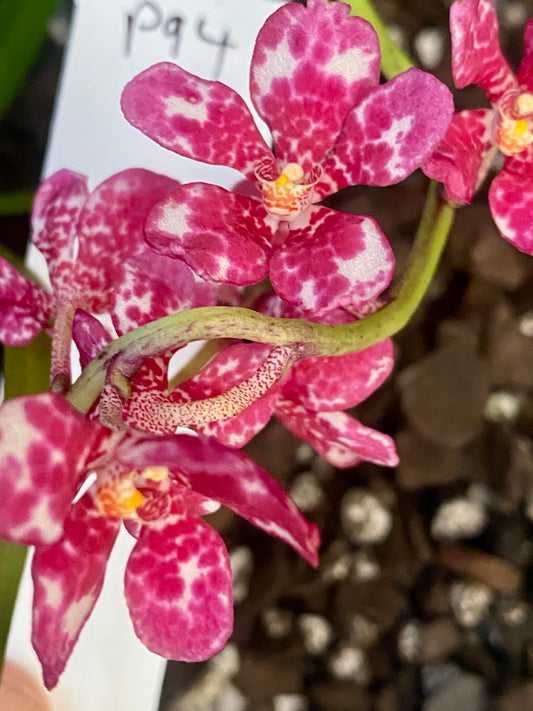 P94 Sarcochilus Berrylicious '#3'