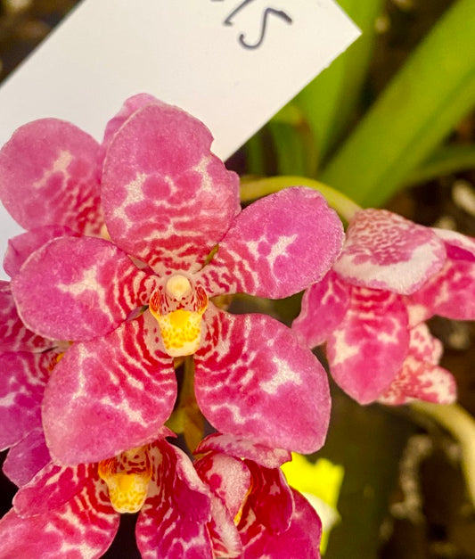 P95 Sarcochilus  Maria's Child 'Lilac Glow'